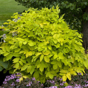 Japanese Spikenard, Sun King