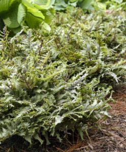 Japanese Painted Fern, Crested Surf