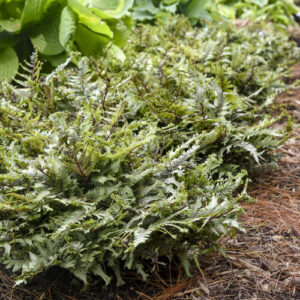 Japanese Painted Fern, Crested Surf