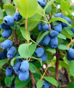 Honeyberry, Tundra