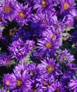 Aster, Purple Dome New England