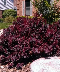 Barberry, Concorde
