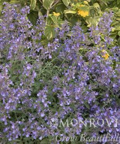 Catmint, Junior Walker