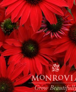 Coneflower, Kismet Red