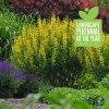 False Indigo, Lemon Meringue