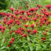 Bee Balm, Jacob Cline