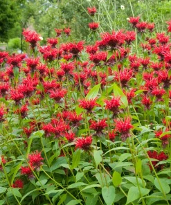 Bee Balm, Jacob Cline