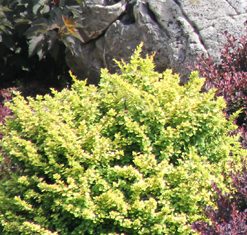 Barberry, Sunsation