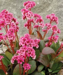 Bergenia, Pink Dragonfly