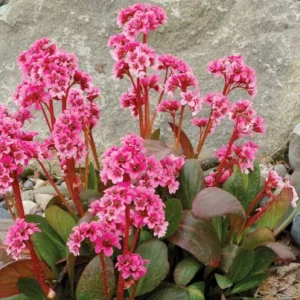 Bergenia, Pink Dragonfly