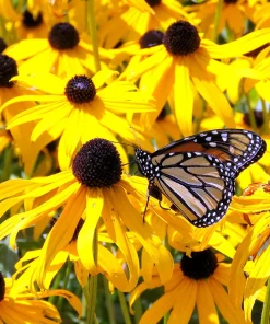 Black Eyed Susan, Goldsturm