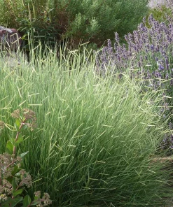 Grass, Blonde Ambition Bouteloua