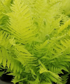 Fern, Ostrich