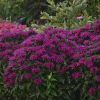 Bee Balm, Grape Gumball