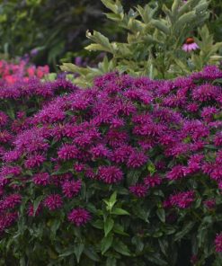 Bee Balm, Grape Gumball