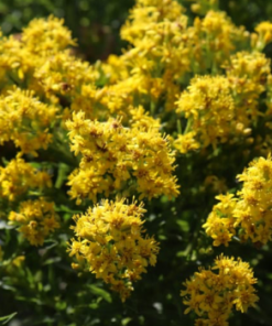Goldenrod, Solbut