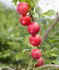 Cherry Plum, Compass Standard