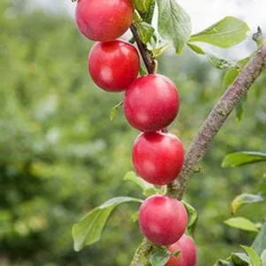 Cherry Plum, Compass Standard