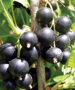 Currant, Consort Black