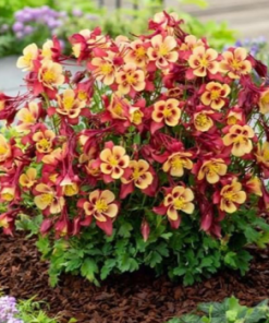 Columbine, EarlyBird Red & Yellow