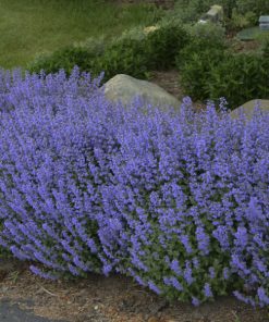 Catmint, Purrsian Blue