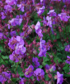 Cranesbill, Karmina