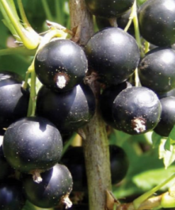 Currant, Consort Black