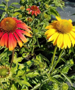 Coneflower, Cheyenne Spirit (Mixed)