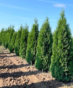 Arborvitae, Brandon