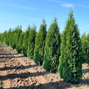 Arborvitae, Brandon