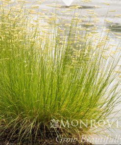 Grass, Blonde Ambition Bouteloua