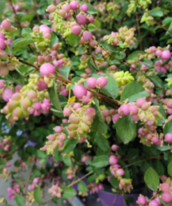 Coralberry, Candy