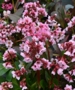 Bergenia, Pink Dragonfly