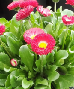 English Daisy, Red