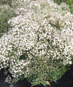 Baby's Breath, Summer Sparkles