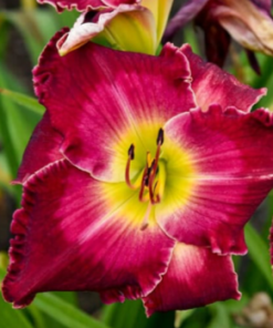 Daylily, Blood Sweat & Tears (raspberry red)