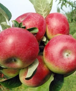 Apple, McIntosh Standard