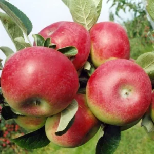 Apple, McIntosh Standard