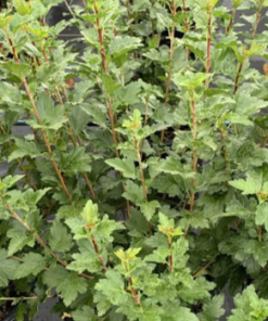Currant, Alpine