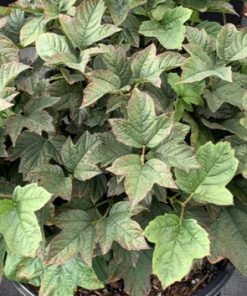 Cranberrybush, Dwarf European
