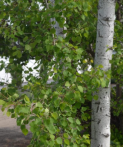 Aspen, Quaking