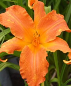 Daylily, Primal Scream (Tangerine)
