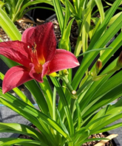 Daylily, Ruby Stella (dark wine w/ yellow throat)