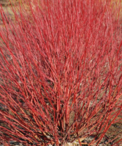 Dogwood, Arctic Fire Red
