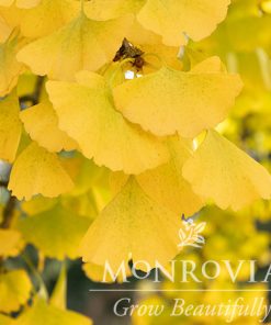 Ginkgo, Autumn Gold