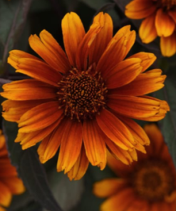 False Sunflower, Eclipse (orange/yellow)