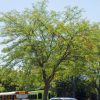 Honeylocust, Skyline