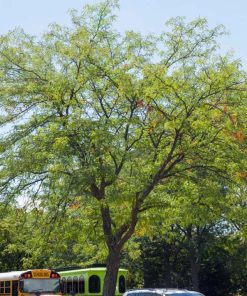 Honeylocust, Skyline