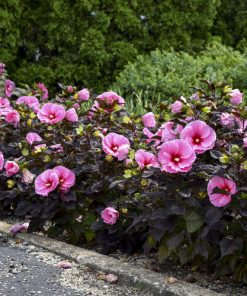 Hibiscus, Edge of Night