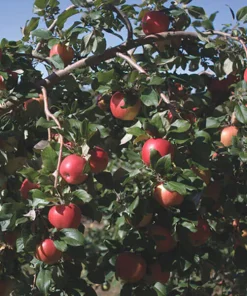 Apple, Honeycrisp Standard